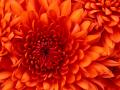 Chrysanthemum